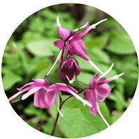 Quietum Plus-Organic Flaxseed Oil